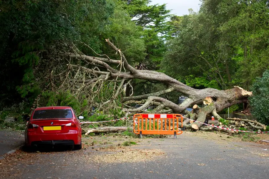 Large fallen tree across a road after a storm