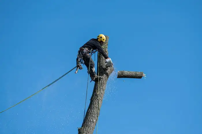 Climber taking a tree down in sections