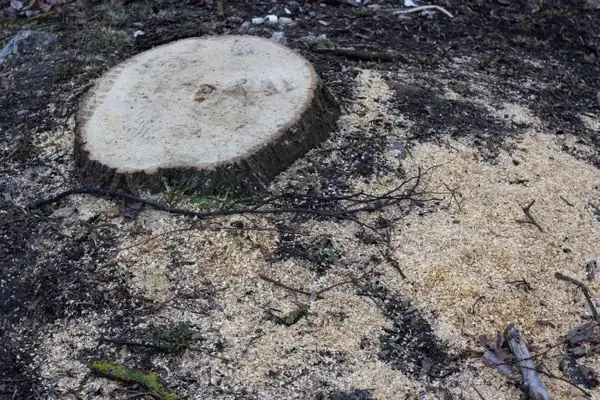 Fresh cut tree stump ready for grinding